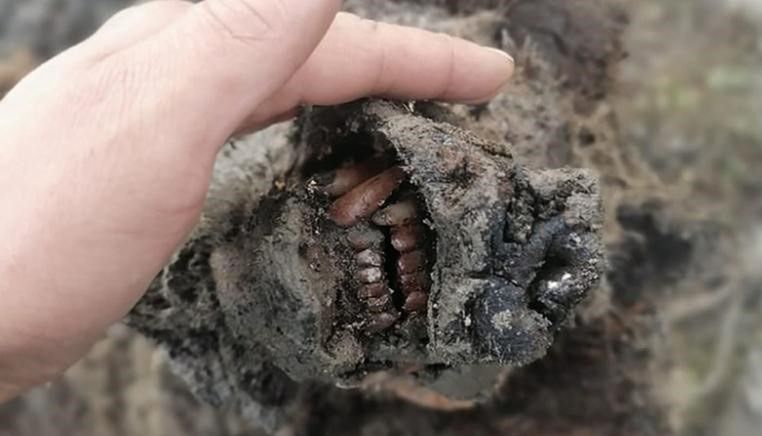 Sensacja w Rosji. Odnaleziono szczątki pradawnej bestii. Mają 40 tys. lat