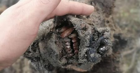 Sensacja w Rosji. Odnaleziono szczątki pradawnej bestii. Mają 40 tys. lat
