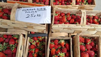 Koniec importu z Grecji? Na targowiska wjechały już pierwsze polskie truskawki