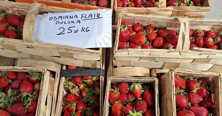 Koniec importu z Grecji? Na targowiska wjechały już pierwsze polskie truskawki