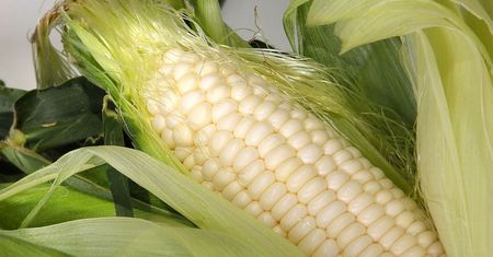 Słodka biała kukurydza pakowana próżniowo