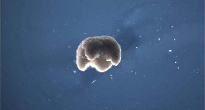 Amerykańscy naukowcy stworzyli „żywe” roboty - ksenoboty (wideo)