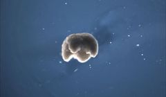 Amerykańscy naukowcy stworzyli „żywe” roboty - ksenoboty (wideo)