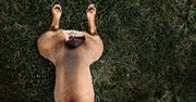 USA. Buldog francuski został wybrany na burmistrza Rabbit Hash