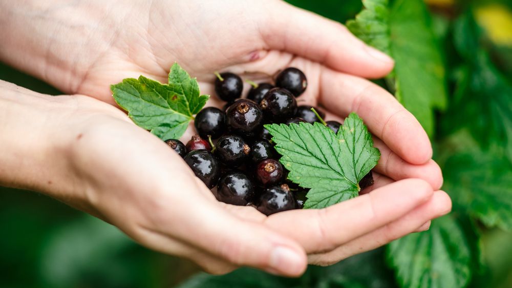 Obecne w czarnej porzeczce flawonoidy wpływają na usuwanie z organizmów groźnych toksyn