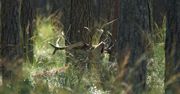Rykowisko na Podkarpaciu. "Byłam pewna, że kogoś mordują"
