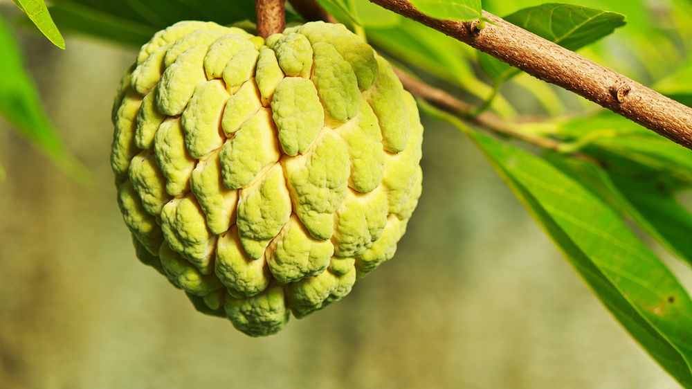 Surowy flaszowiec siatkowaty (owoc)