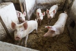 20 razy więcej świń niż ludzi. Mieszkańcy Przyborowa kłócą się o trzodę