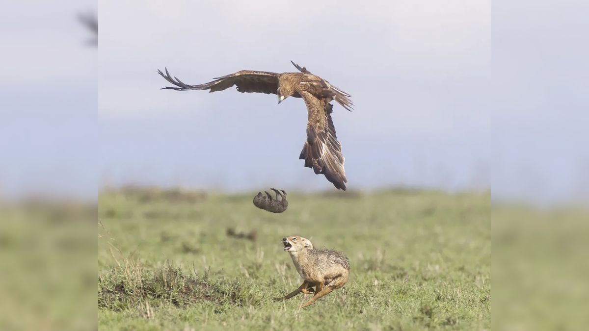 Samica walczyła niezwykle zacięcie. Orzeł w końcu zreazygnował.