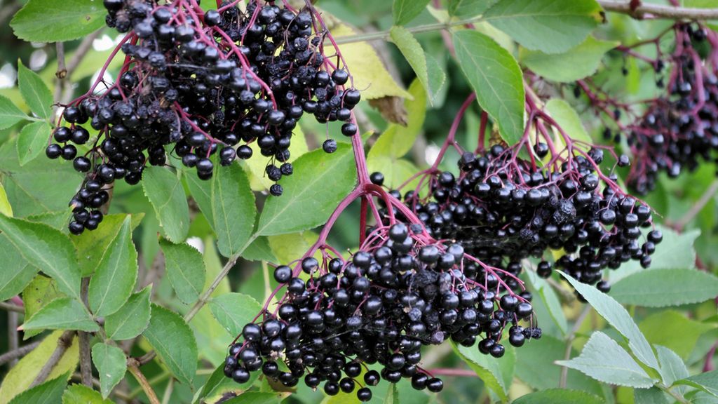 Bez czarny - zbiór, właściwości lecznicze, opinie, przepisy