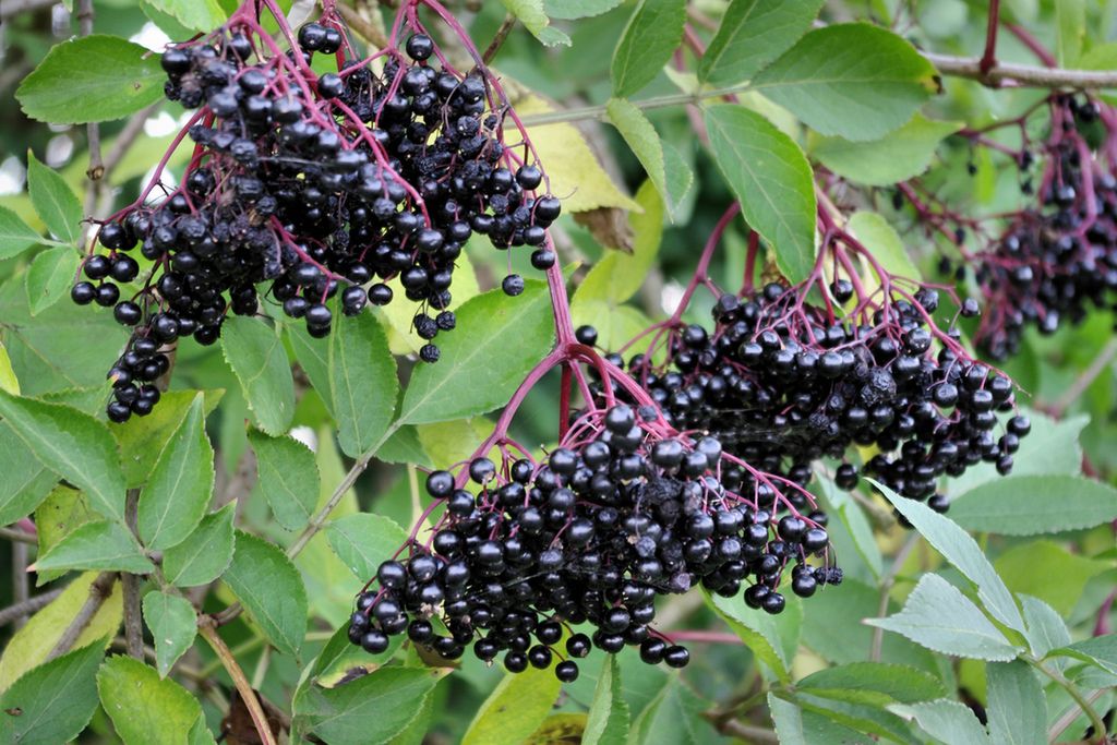 Bez czarny - zbiór, właściwości lecznicze, opinie, przepisy