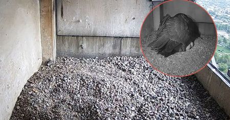 Kamera w gnieździe. Niepokojące odkrycie