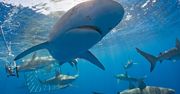 Atak rekina na Galapagos. Austriaczka straciła nogę