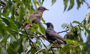 Szpaki objadają czereśnie? To zadziała natychmiast