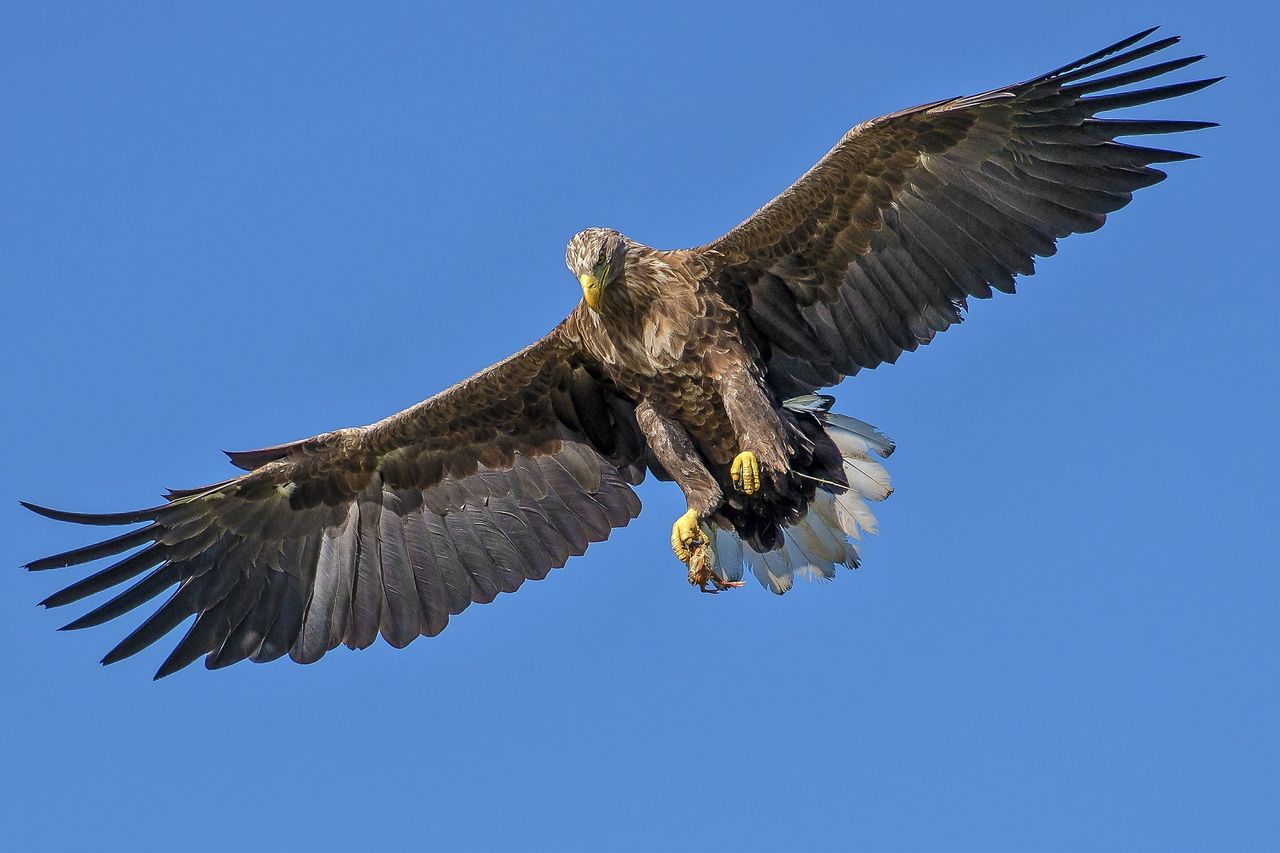 Eagle attacks raise concerns across Norwegian communities