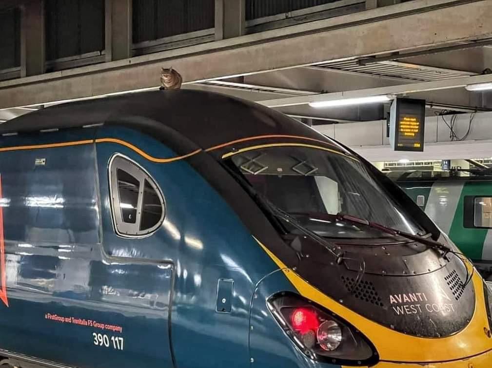 Wielka Brytania. Kotka chciała przejechać się Pendolino