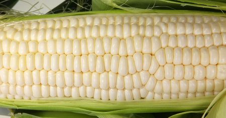 Słodka biała kukurydza pakowana próżniowo bez dodatku soli