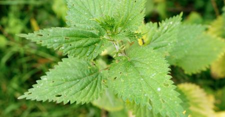 Sok z pokrzywy - jakie witaminy i minerały zawiera? Przepis na naturalny sok z pokrzywy