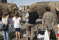 Słonie w stolicy Szajcarii