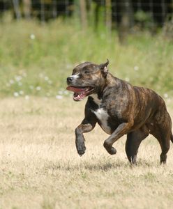2-latek w jednym pokoju z agresywnym psem. Tragiczny finał