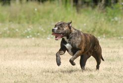 2-latek w jednym pokoju z agresywnym psem. Tragiczny finał