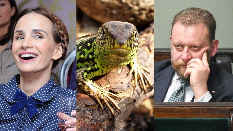 Viola Kołakowska, jaszczur i Minister Zdrowia Łukasz Szumowski
