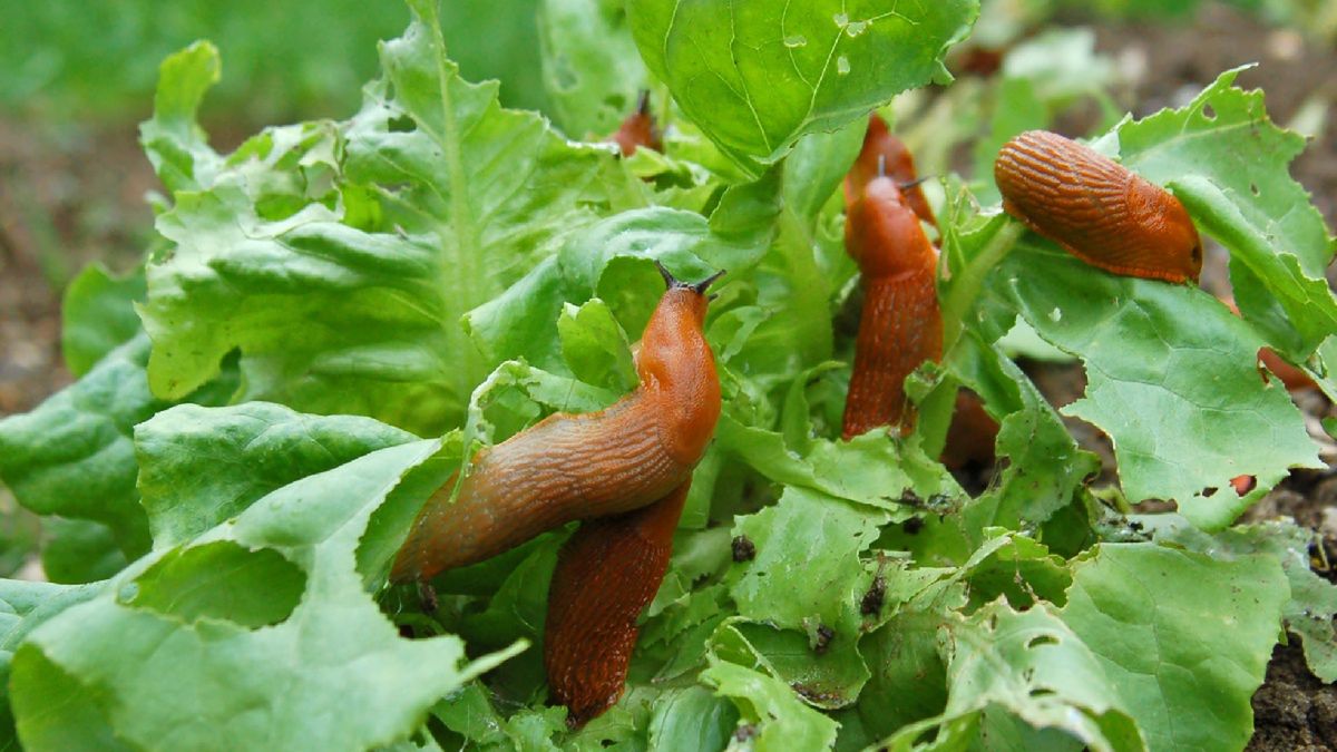 Wygraj walkę ze ślimakami