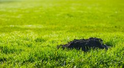 Sposoby na pozbycie się kreta z ogrodu