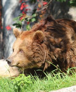 Warszawa. Niedźwiedzica w lepszym stanie. Mężczyzna usłyszy zarzuty