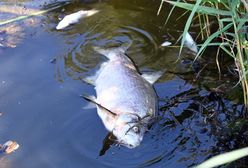Śnięte ryby w Jeziorze Średzkim. Zamknięto kąpielisko