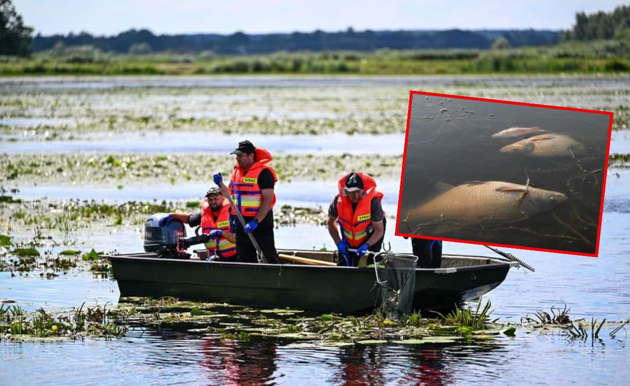 Ponad tona śniętych ryb i wypływają kolejne. "Tragiczny widok"