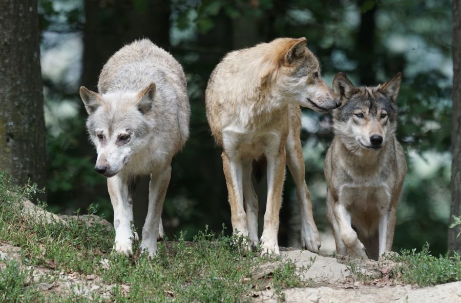 Ochrona wilków i niedźwiedzi