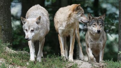 Walczą o prawa wilków i niedźwiedzi. Zwierzęta są pod ochroną, a i tak cierpią