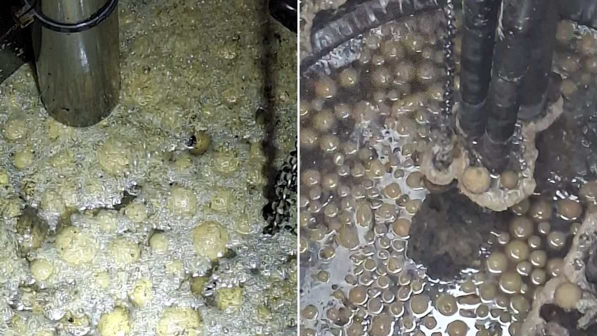 Pączki zatkały rurociąg.