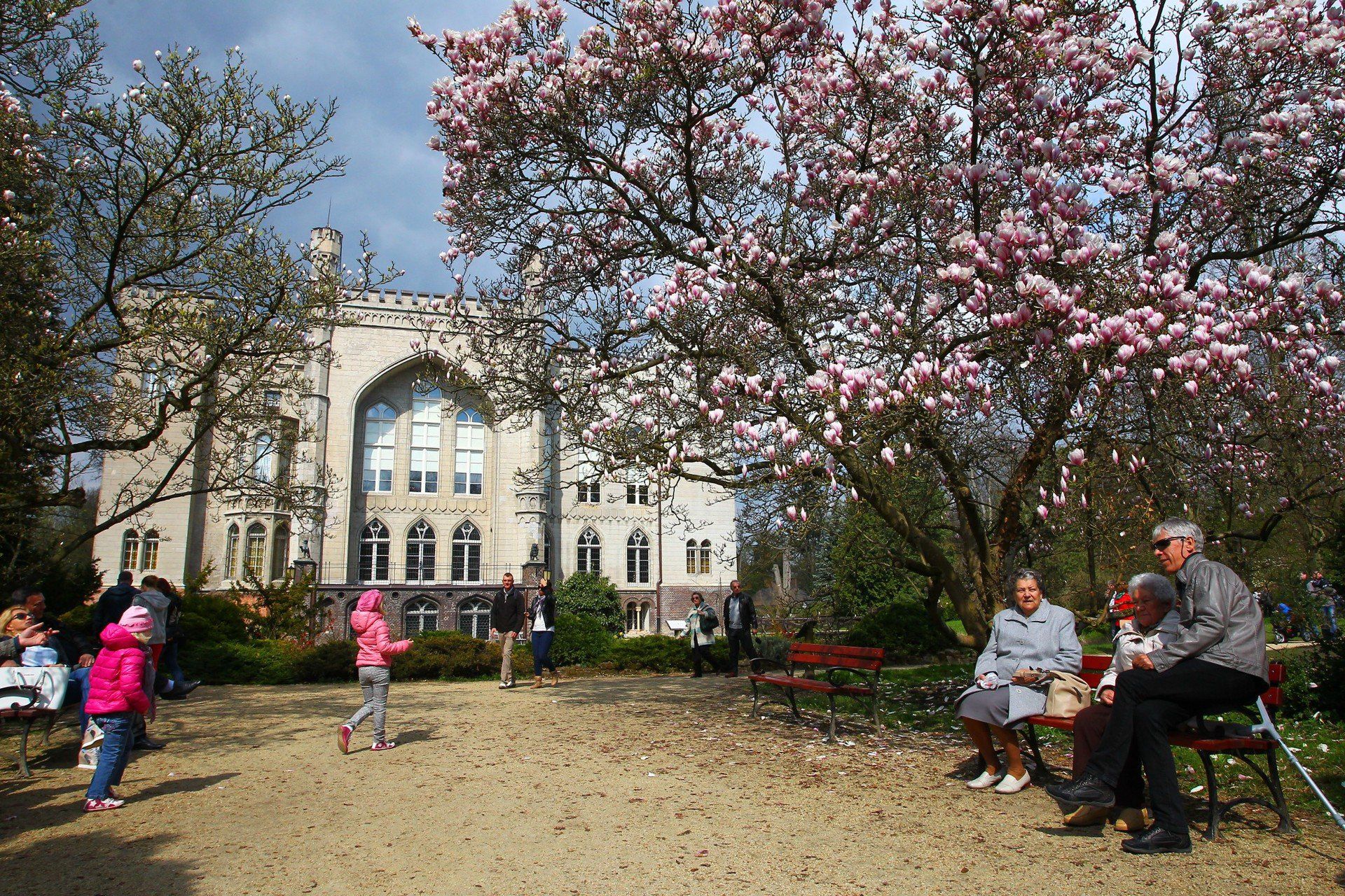Magnolie kwitnące w Kórniku