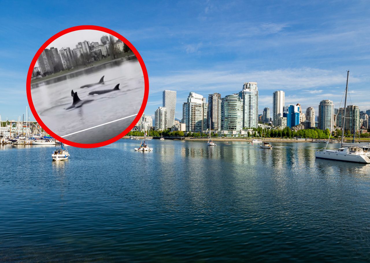 Orcas make rare splash in Vancouver's false creek