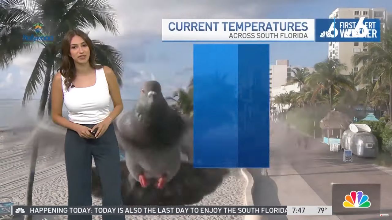 Absurdalny atak "2-metrowego gołębia" podczas prognozy pogody. Prezenterka aż odskoczyła