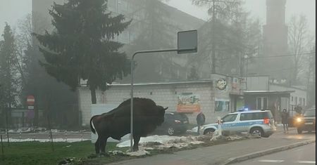 Żubr stał przy przejściu dla pieszych. Skontrolował go patrol policji