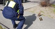 Warszawa. Kaczka z młodymi potrzebowała pomocy. Akcja strażników [ZDJĘCIA]