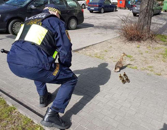 Warszawa. Strażnicy miejscy pomogli kaczej rodzinie