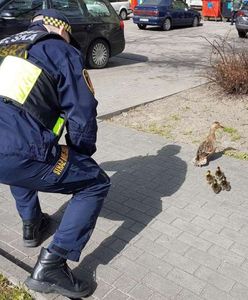 Warszawa. Kaczka z młodymi potrzebowała pomocy. Akcja strażników [ZDJĘCIA]