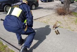 Warszawa. Kaczka z młodymi potrzebowała pomocy. Akcja strażników [ZDJĘCIA]