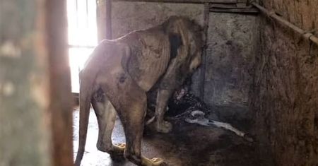 Jemen. Lwy w zoo umierają z głodu. Wstrząsające zdjęcia
