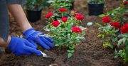 Ogród będzie cały w różach. Sadzonki zyskasz za darmo