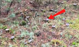 Jedna przy drugiej. Niosą się ujęcia z lasu. "Bajeczka"