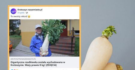 Wyrosła w Wielkopolsce. Gigant! Waży 8 kg