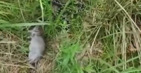 Lasy Państwowe pokazały wideo. Tak atakuje żmija