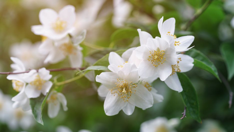 Lipiec jeszcze pachnie jaśminem