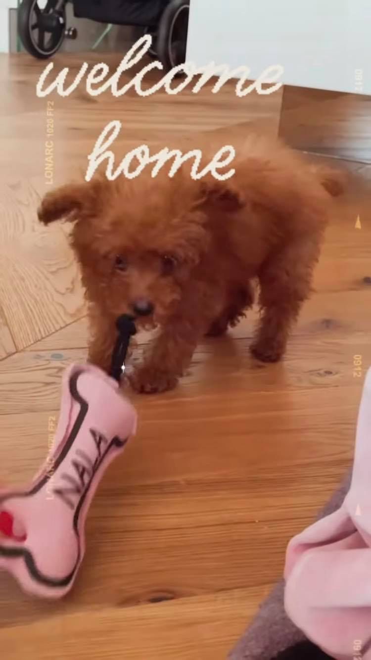 Nowy piesek Marina - Nala