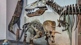W Polsce powstanie Muzeum Historii Naturalnej